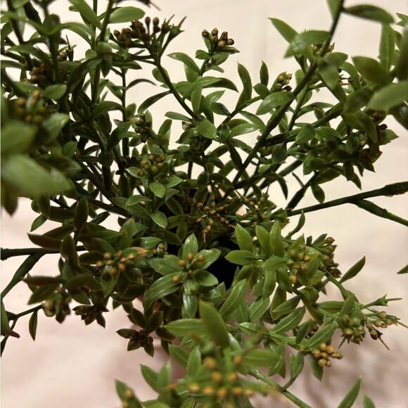 16" Faux Sedum Plant in ceramic/clay pot - Picture 2 of 8